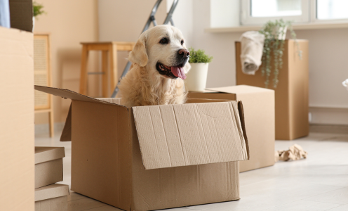 Moving with Pets Made Easy | Cookeville TN Apartments